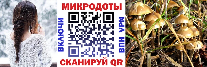 omg ТОР  Славгород  Галлюциногенные грибы Cubensis 